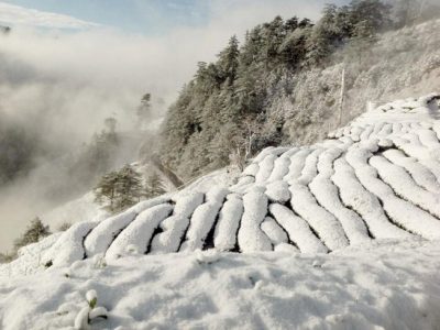 高山茶危機，全台最高雪烏龍走入歷史！