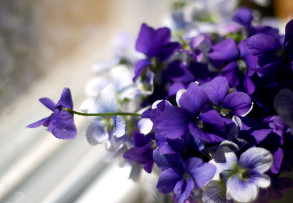 Wild-violets