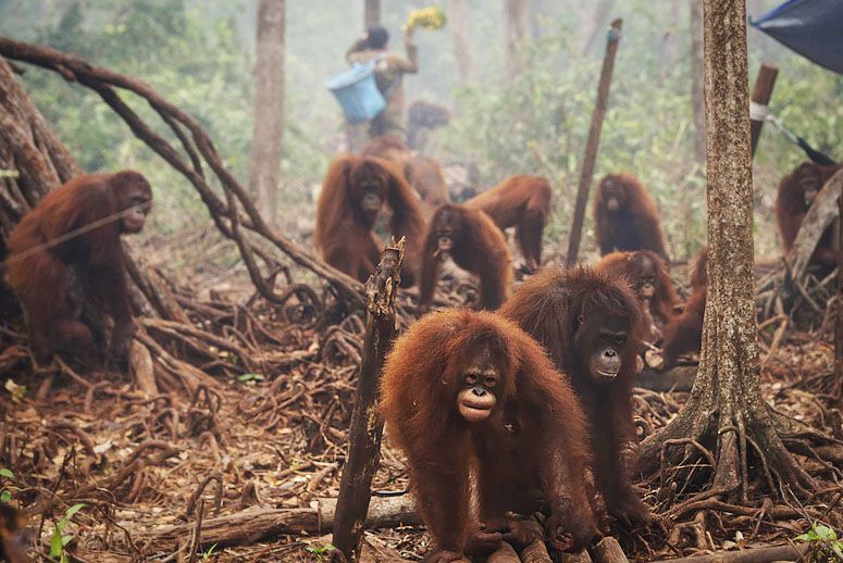 orangutans-fire-MAIN