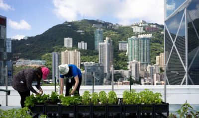 大都會裡的綠色奇蹟：香港的屋頂農場