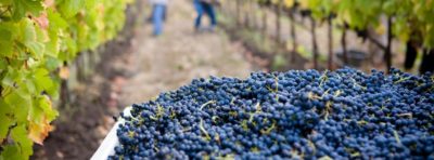 美國葡萄酒供過於求，2020 年或許是採買屯貨的好時機
